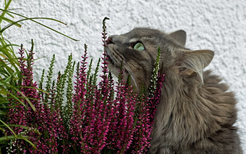 Long-haired Grey Cat — Calm, Autumn, Photograph