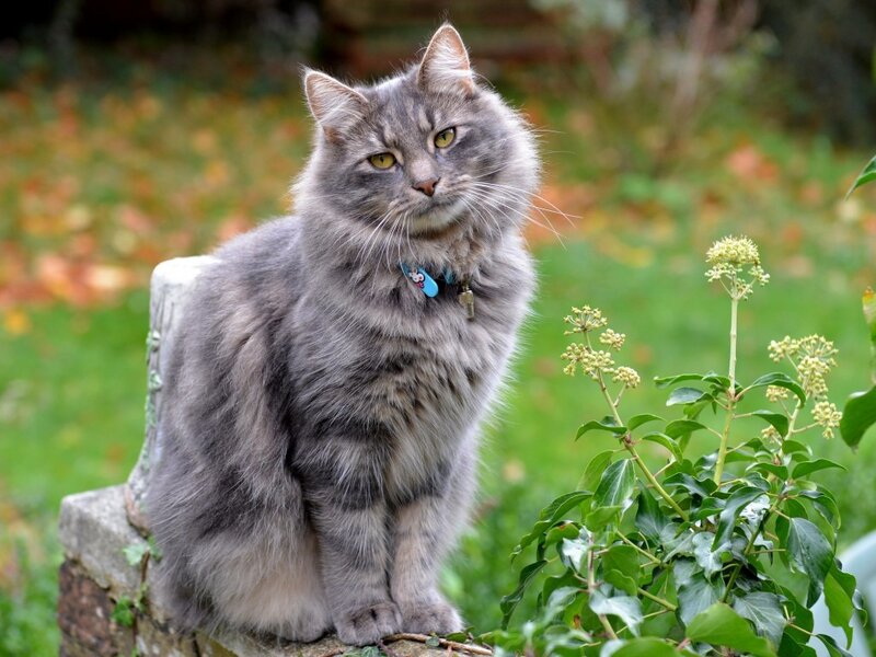 Long-haired Grey Cat — Calm, Autumn