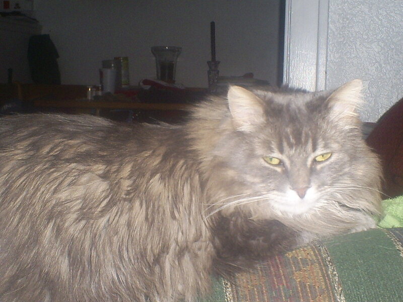 Long-haired Grey Cat — Calm, Night