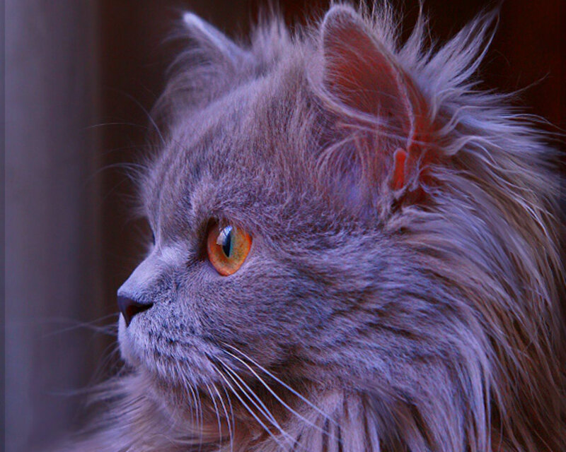 Long-haired Grey Cat — Calm, Photograph, Eye