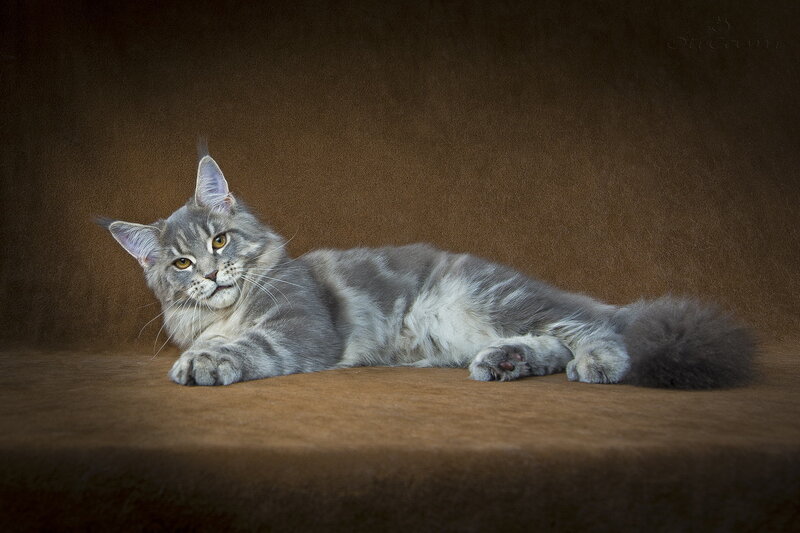 Long-haired Grey Cat — Calm, Photograph, Fur