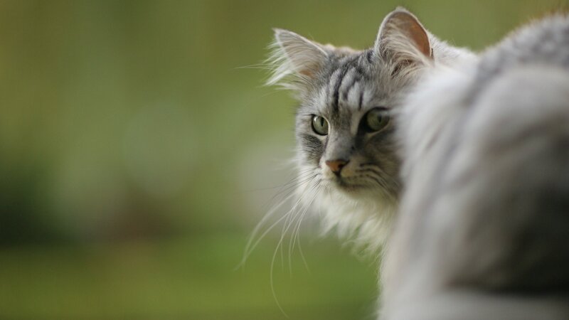 Long-haired Grey Cat — Calm, Photograph, Green Background