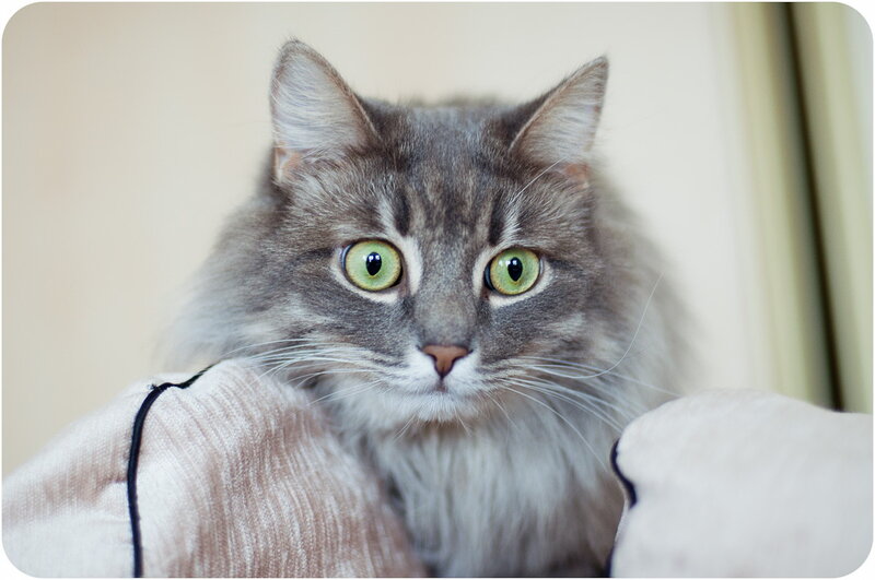 Long-haired Grey Cat — Calm, Photograph, Pillow