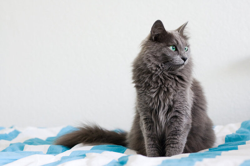 Long-haired Grey Cat — Calm, Photograph