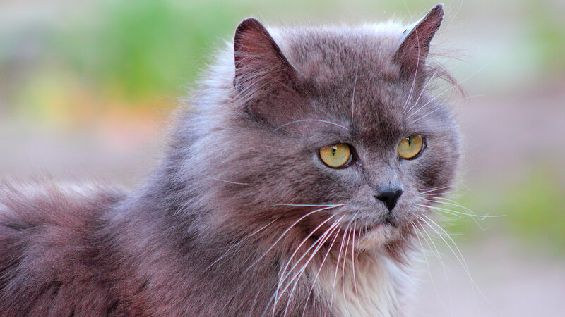 Long-haired Grey Cat — Calm, Photograph, Whiskers, Green Background