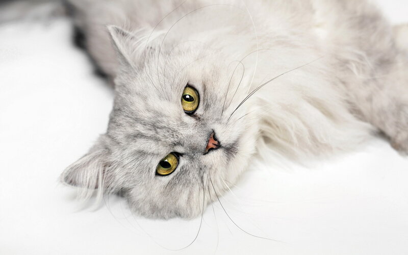 Long-haired Grey Cat — Calm, Photograph, Whiskers