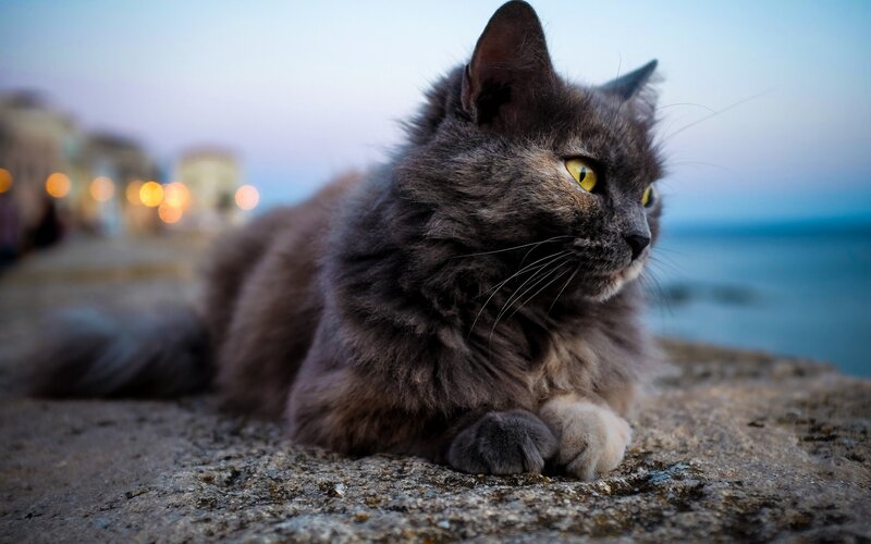 Long-haired Grey Cat — Calm, Sunset