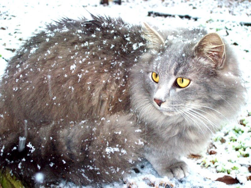 Long-haired Grey Cat — Calm