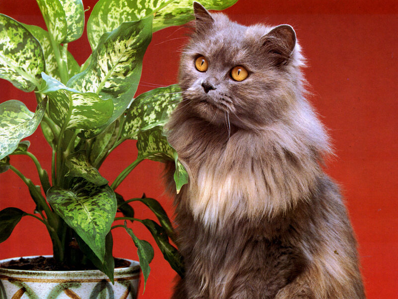 Long-haired Grey Cat — Curious