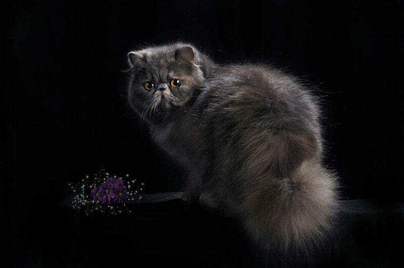 Long-haired Grey Cat — Dramatic, Photograph