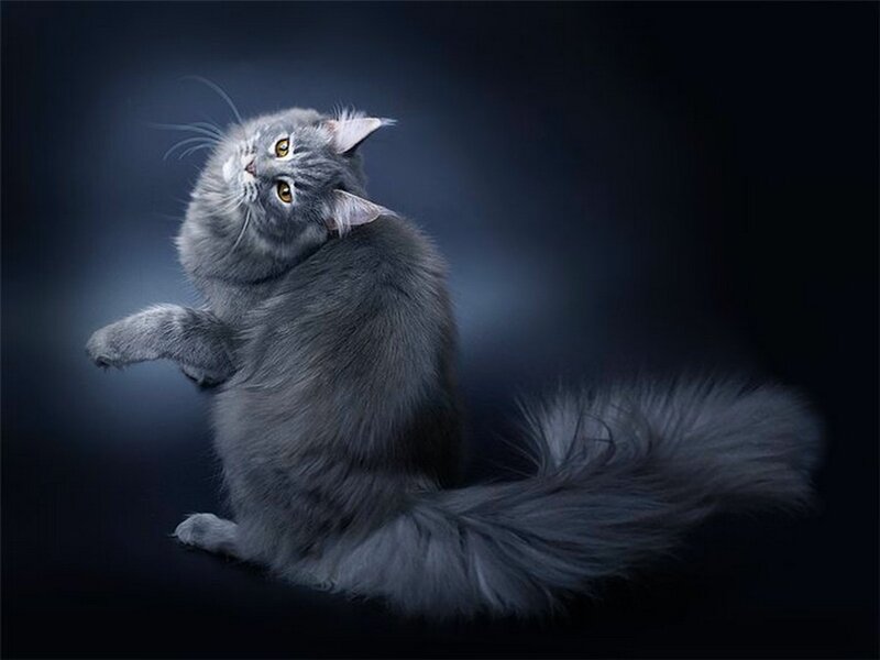 Long-haired Grey Cat — Dramatic