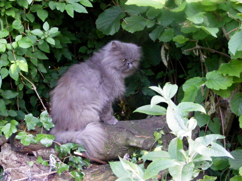 Long-haired Grey Cat — Green, Calm, Afternoon, Photograph, Log