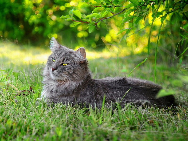 Long-haired Grey Cat — Green, Calm, Afternoon