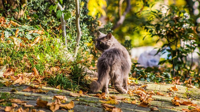 Long-haired Grey Cat — Green, Calm, Autumn