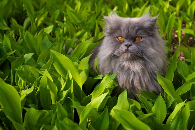 Long-haired Grey Cat — Green, Calm, Spring