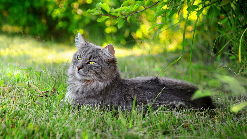 Long-haired Grey Cat — Green, Calm