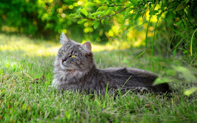 Long-haired Grey Cat — Green, Serene, Afternoon, Photograph, Grass, Leaves, Sunlight