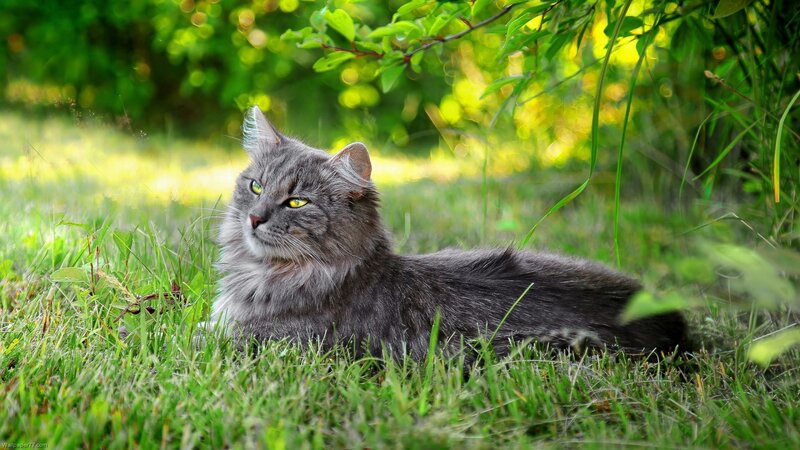 Long-haired Grey Cat — Green, Serene, Afternoon, Photograph