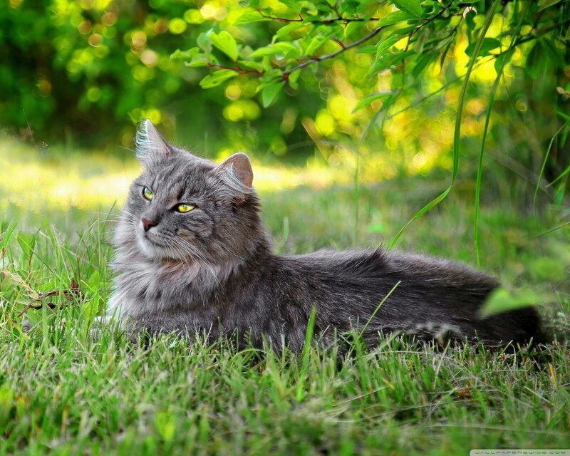 Long-haired Grey Cat — Green, Serene, Afternoon