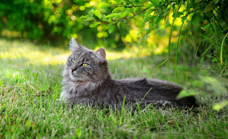 Long-haired Grey Cat — Green, Serene