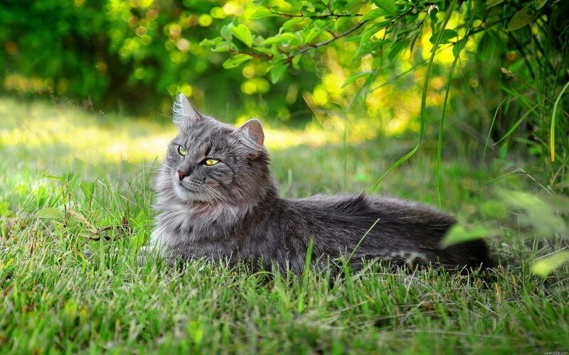Long-haired Grey Cat — Green