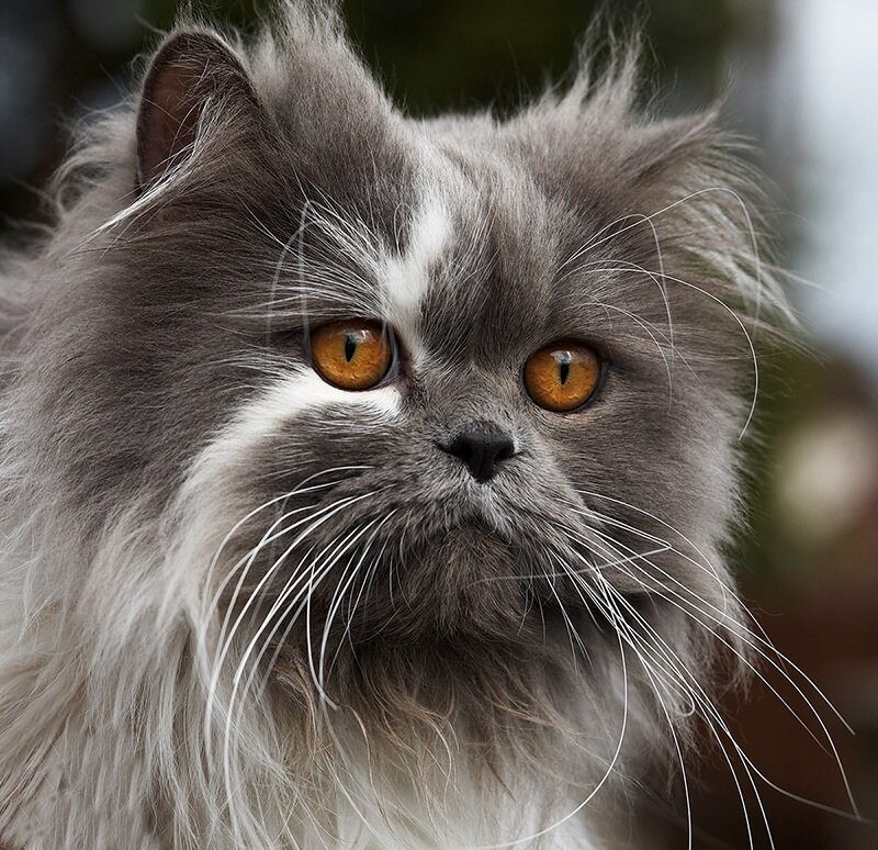 Long-haired Grey Cat — Intense