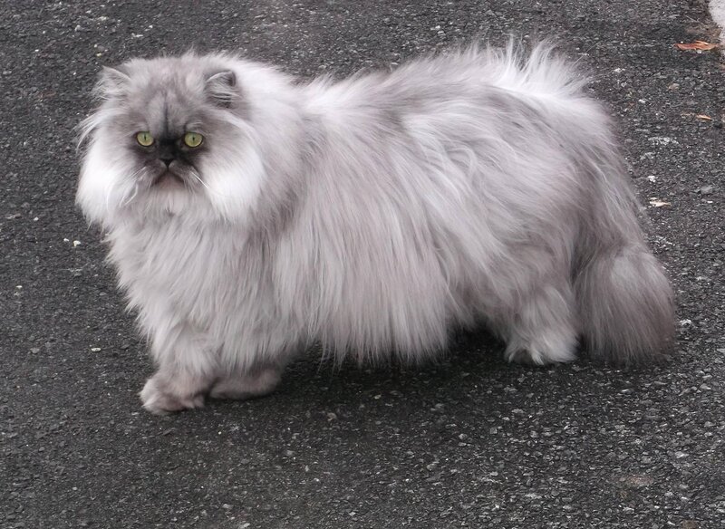 Long-haired Grey Cat — Neutral, Photograph, Asphalt