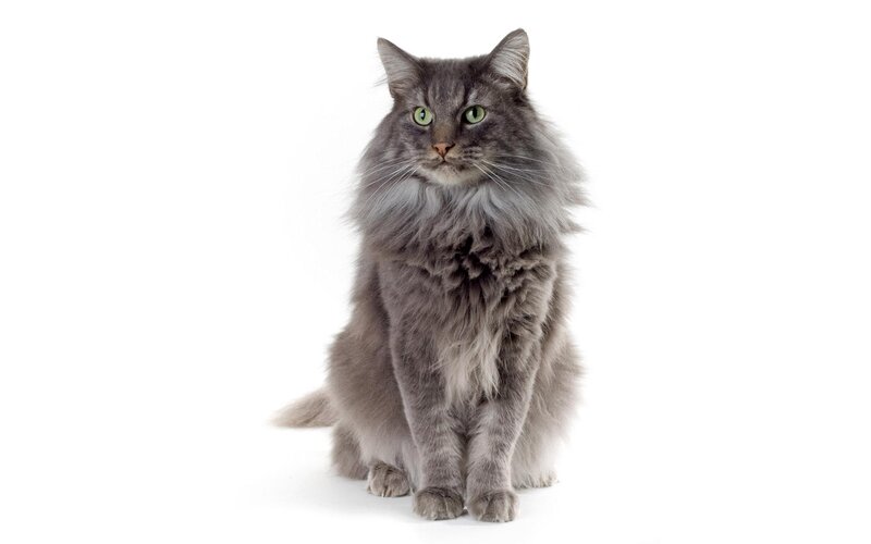 Long-haired Grey Cat — Neutral, Photograph