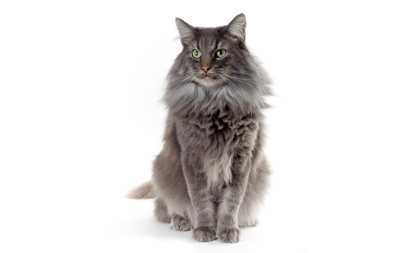 Long-haired Grey Cat — Neutral, Photograph, White Background