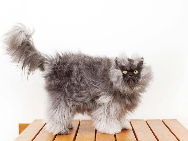 Long-haired Grey Cat — Neutral, Photograph, Wooden Surface