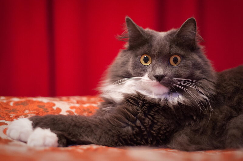 Long-haired Grey Cat — Red