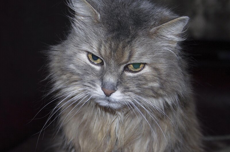 Long-haired Grey Cat — Serious