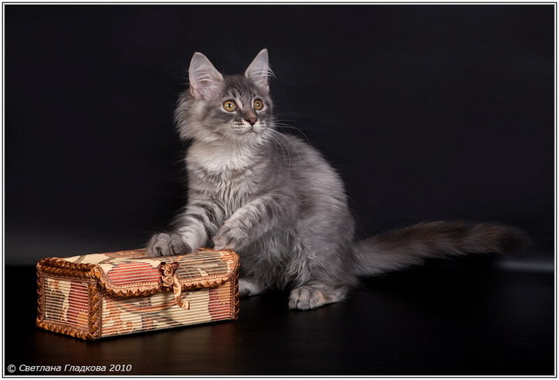 Long-haired Grey Kitten