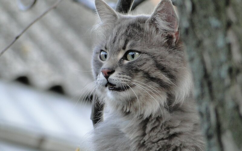 Long-haired Grey Tabby Cat — Alert