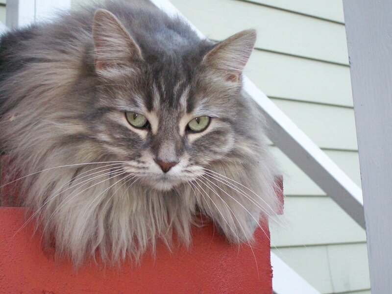 Long-haired Grey Tabby Cat