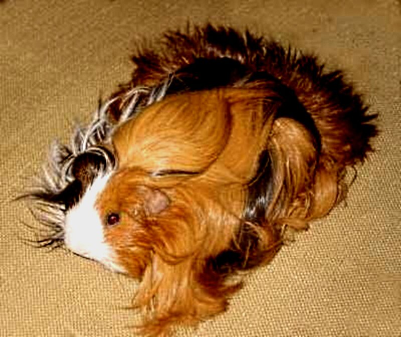 Long-haired Guinea Pig — Brown, Calm, Photograph