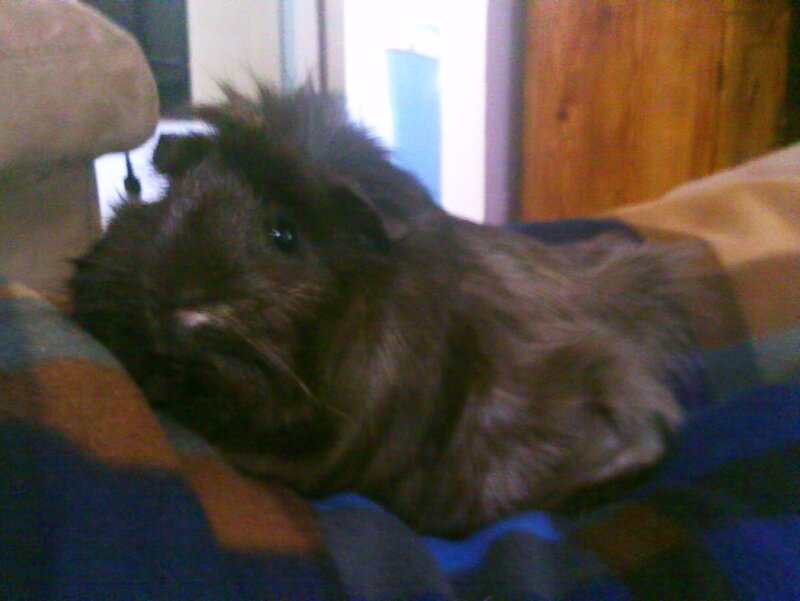 Long-haired Guinea Pig — Brown, Calm