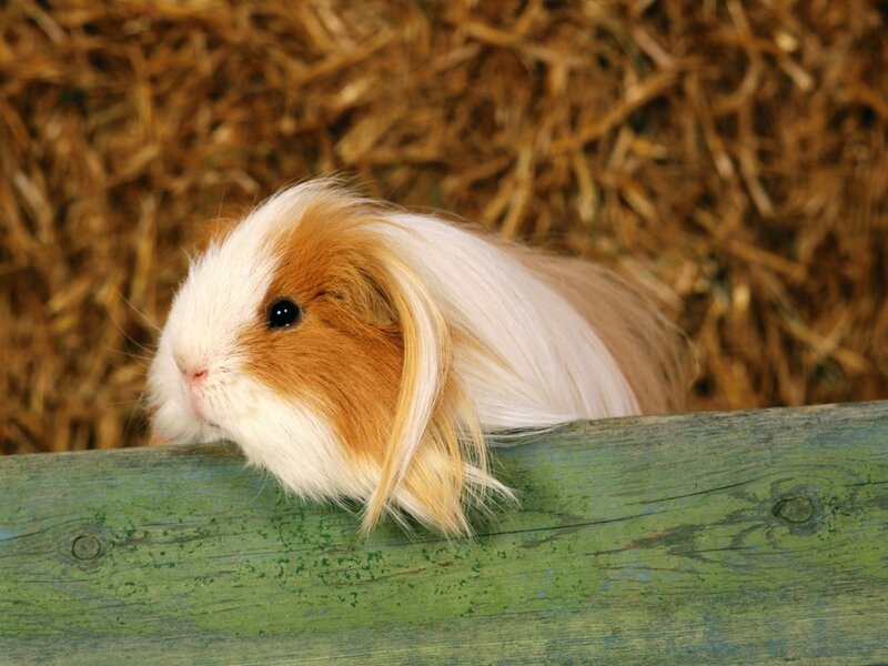 Long-haired Guinea Pig — Brown