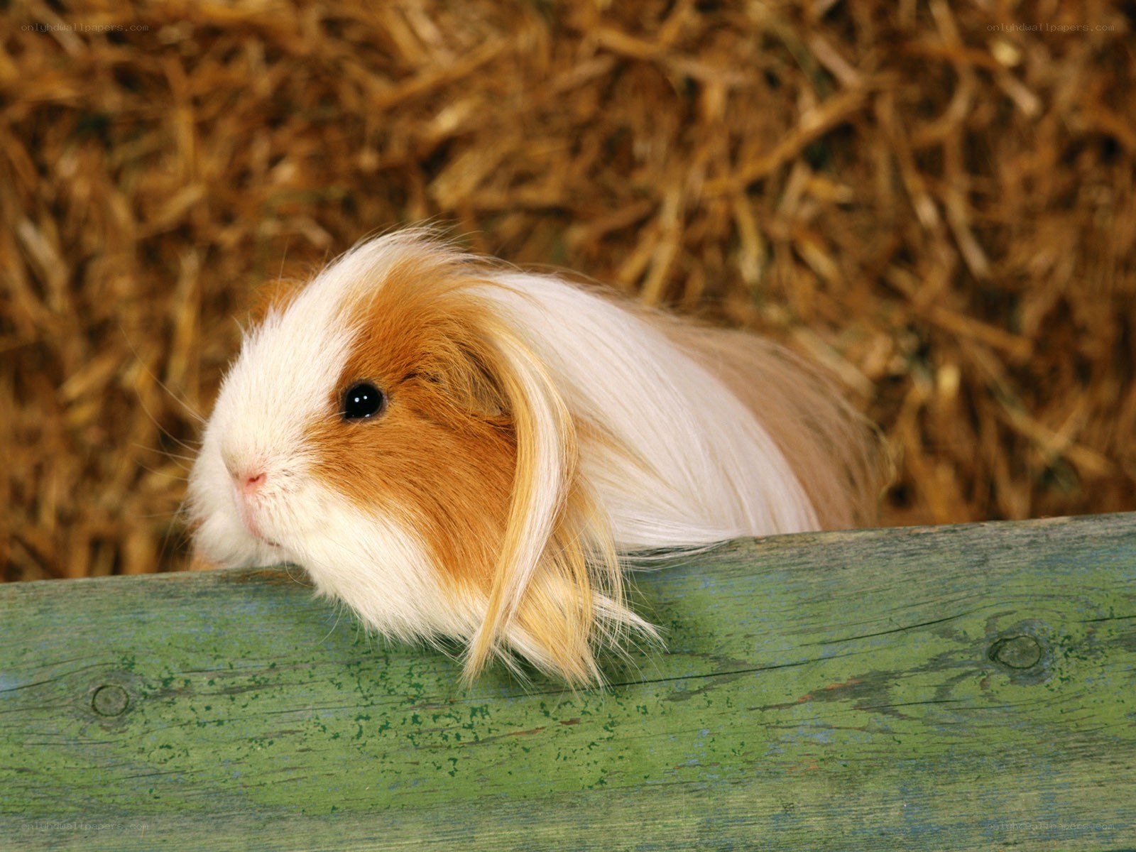 long-haired guinea pig on hay