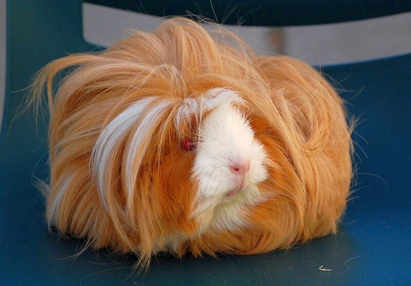 Long-haired Guinea Pig