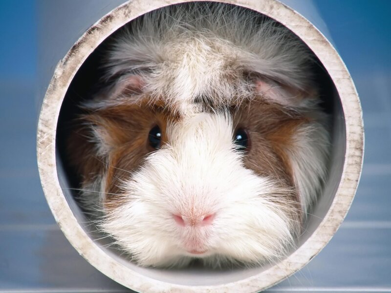 Long-haired Guinea Pig — White