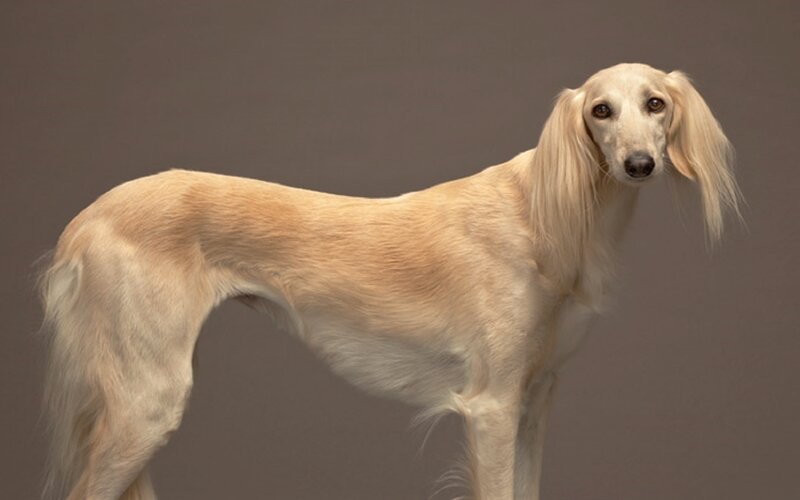 Long-haired Light-brown Dog