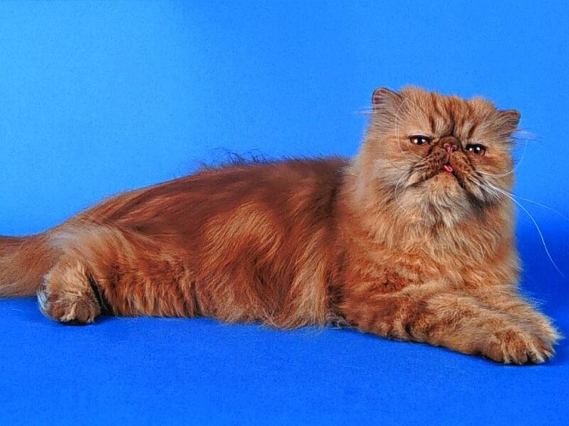 Long-haired Orange Cat — Blue