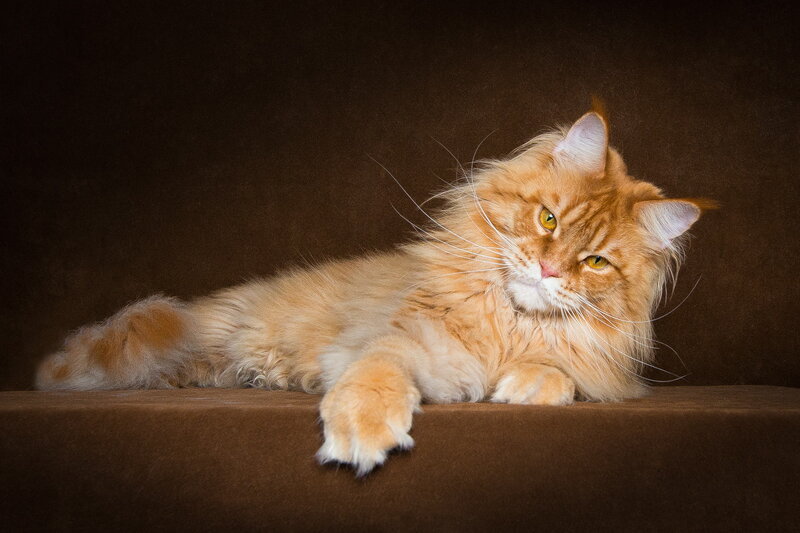 Long-haired Orange Cat — Brown
