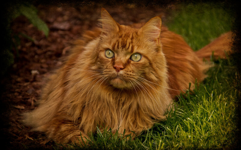 Long-haired Orange Cat — Calm, Afternoon