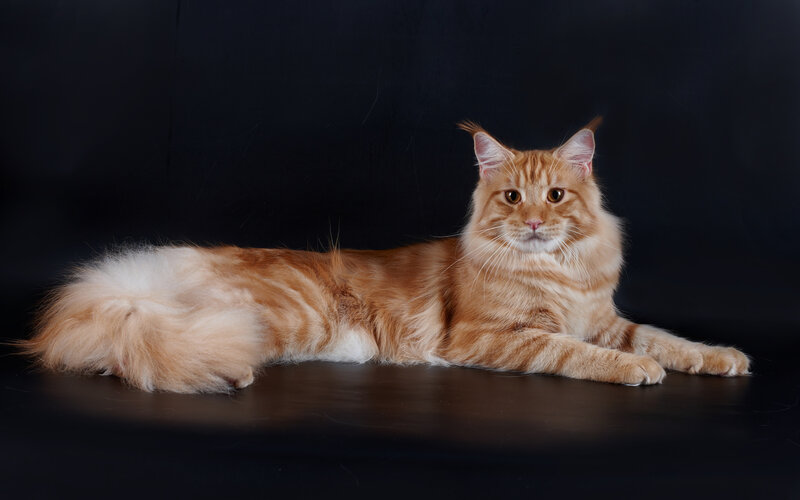 Long-haired Orange Cat — Calm, Photograph, Black Background