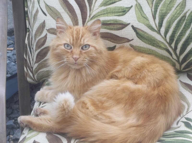 Long-haired Orange Cat — Calm, Photograph, Cushion