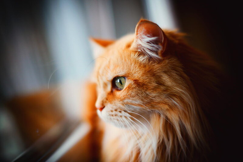 Long-haired Orange Cat — Calm, Photograph