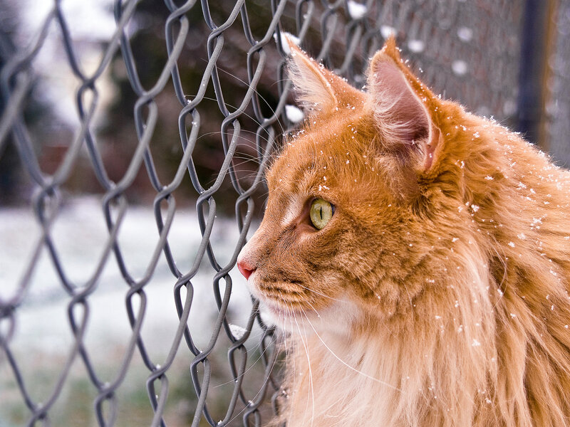 Long-haired Orange Cat — Calm, Winter