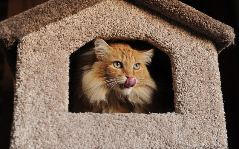 Long-haired Orange Cat — Curious